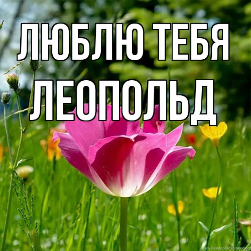 Картинка Люблю тебя, Леопольд