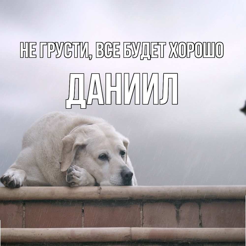 Открытка на каждый день с именем, Даниил Не грусти все будет хорошо белый пес 1 Прикольная открытка с пожеланием онлайн скачать бесплатно 