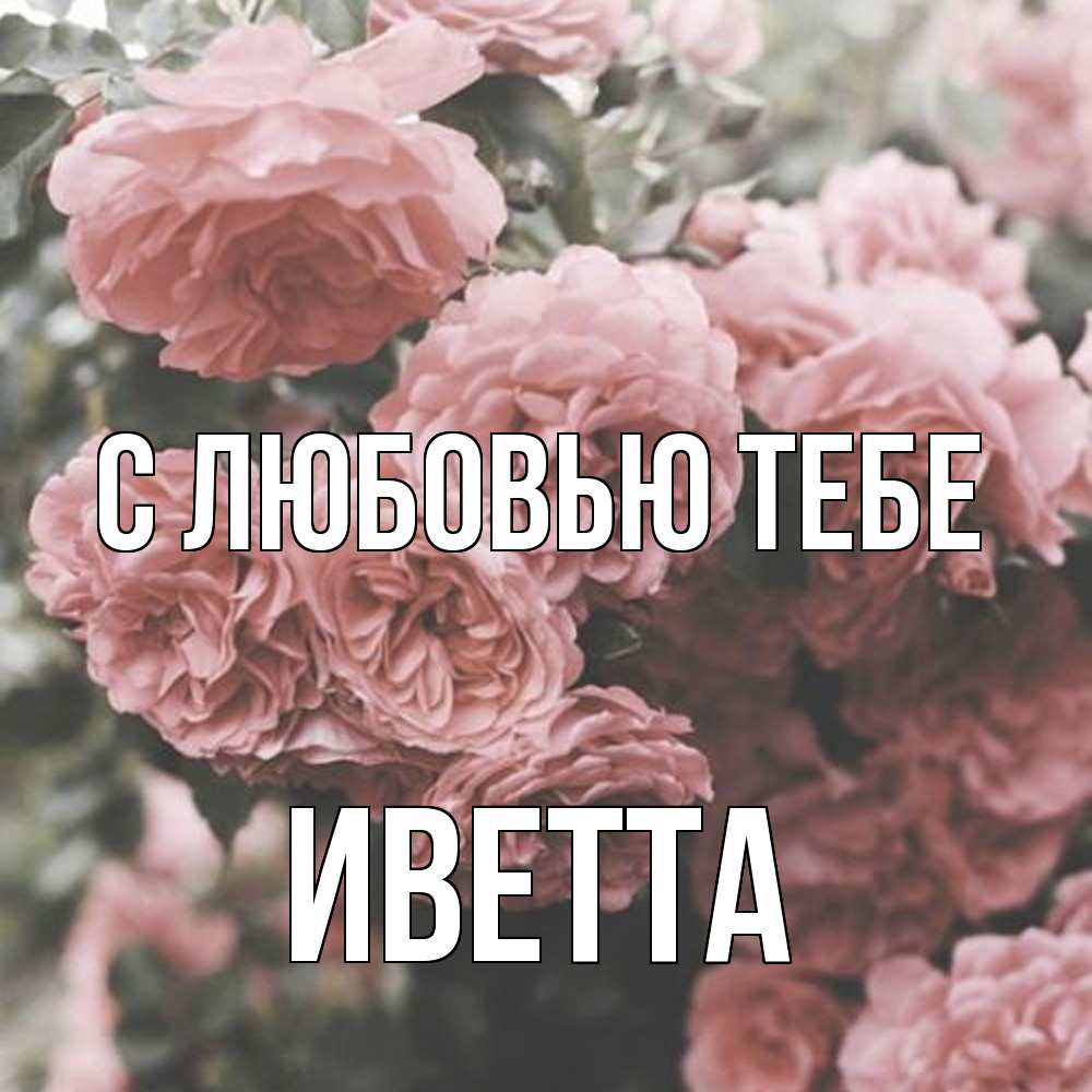 Открытка на каждый день с именем, Иветта С любовью тебе розы 3 Прикольная открытка с пожеланием онлайн скачать бесплатно 