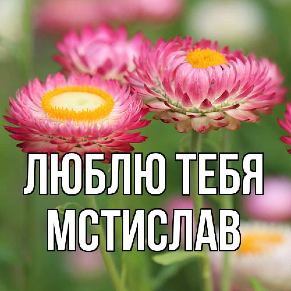 Открытка на каждый день с именем, Мстислав Люблю тебя подарок на международный женский день Прикольная открытка с пожеланием онлайн скачать бесплатно 