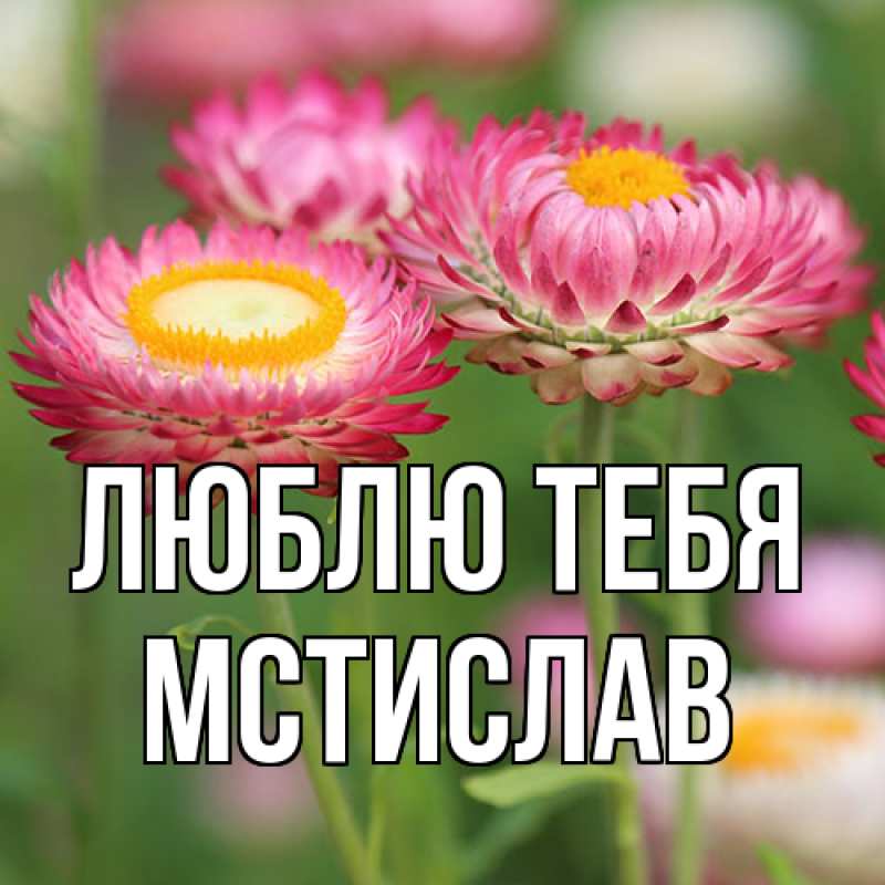 Картинка Люблю тебя, Мстислав