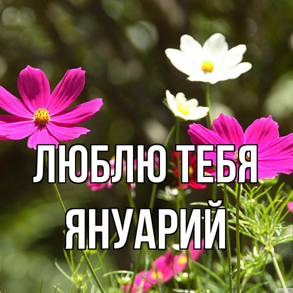 Открытка на каждый день с именем, Януарий Люблю тебя цветы Прикольная открытка с пожеланием онлайн скачать бесплатно 
