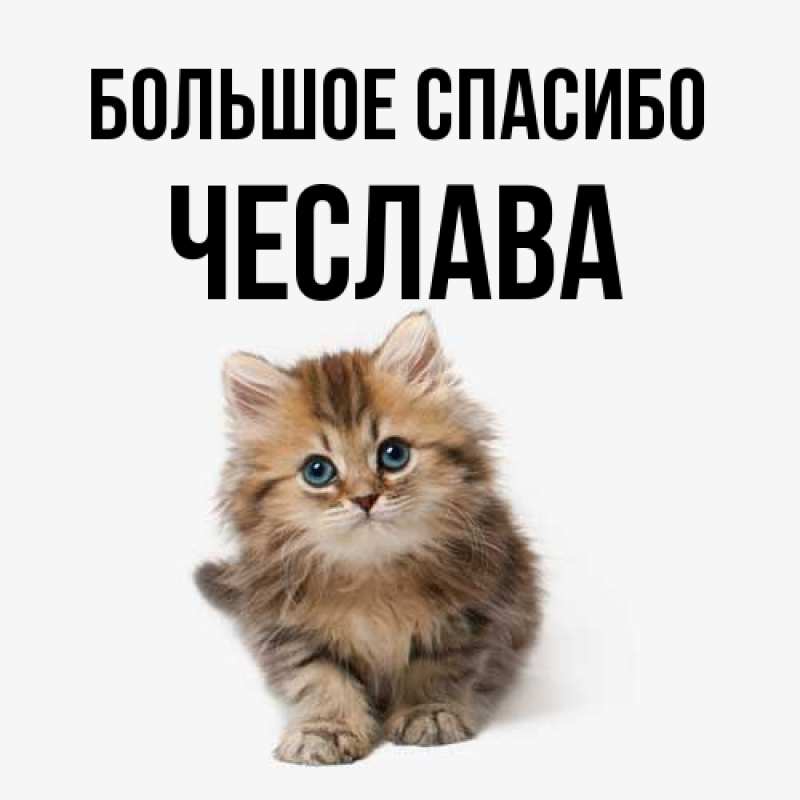 Картинка Большое спасибо, Чеслава