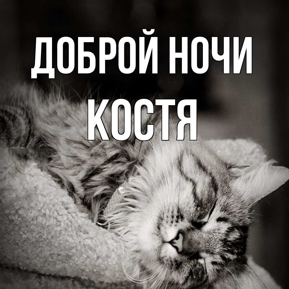 Открытка на каждый день с именем, Костя Доброй ночи котярик пушистый Прикольная открытка с пожеланием онлайн скачать бесплатно 