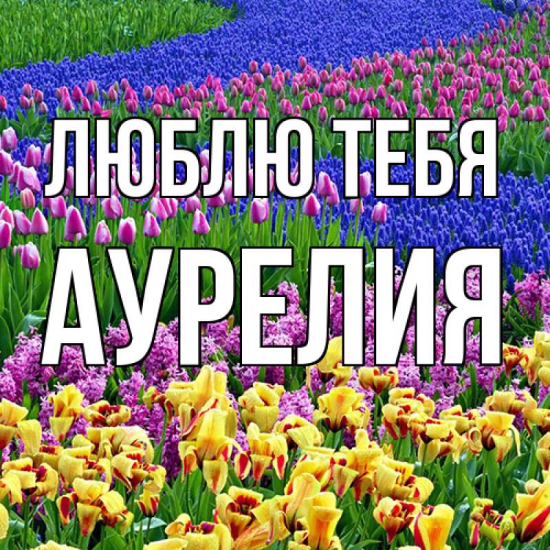 Картинка Люблю тебя, Аурелия