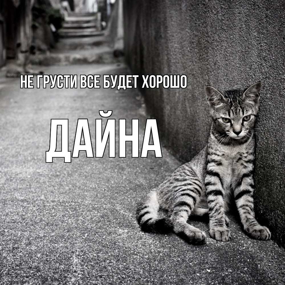 Открытка на каждый день с именем, Дайна Не грусти все будет хорошо скучающий котик Прикольная открытка с пожеланием онлайн скачать бесплатно 