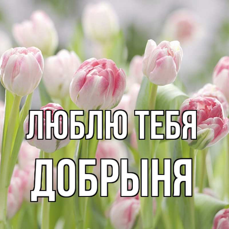 Картинка Люблю тебя, Добрыня