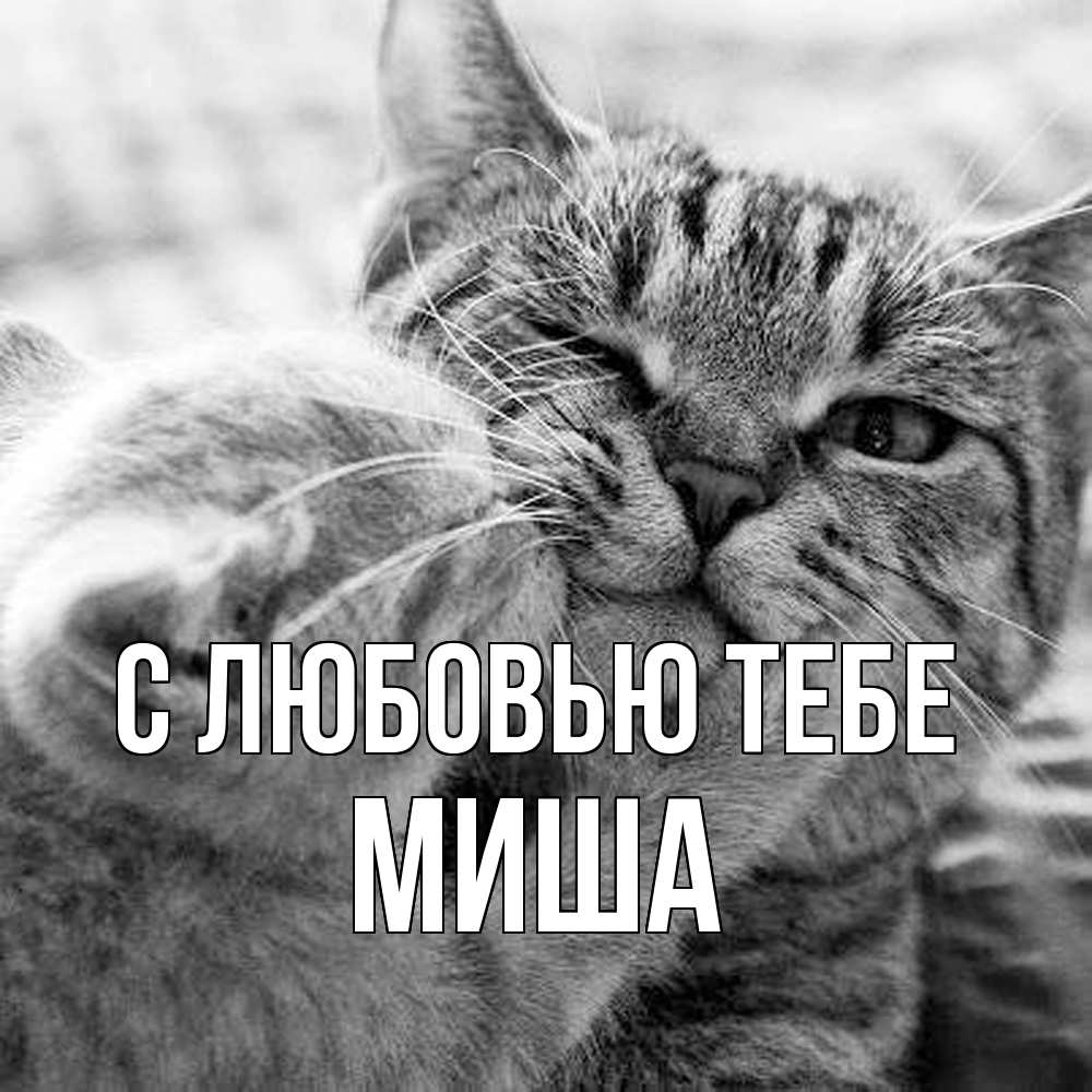 Открытка на каждый день с именем, Миша С любовью тебе коты Прикольная открытка с пожеланием онлайн скачать бесплатно 