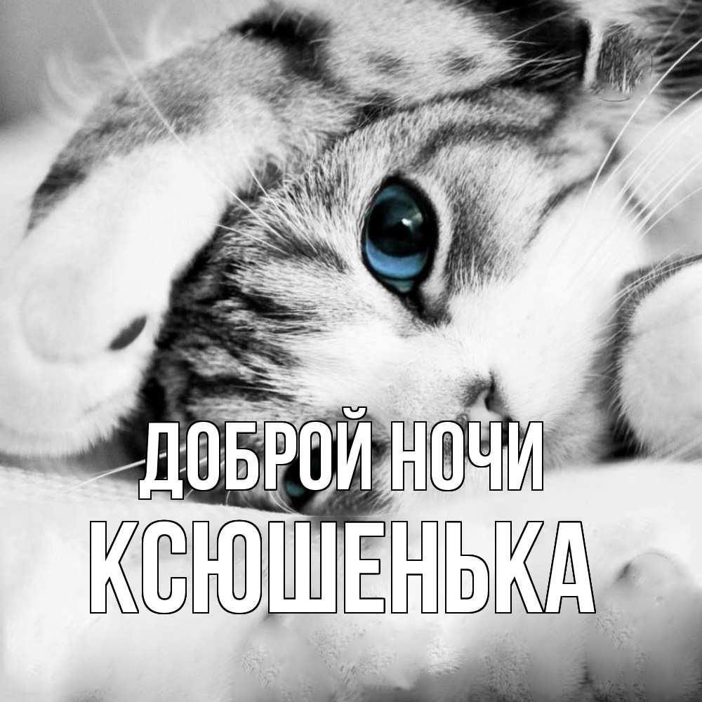 Открытка на каждый день с именем, Ксюшенька Доброй ночи кот устал Прикольная открытка с пожеланием онлайн скачать бесплатно 