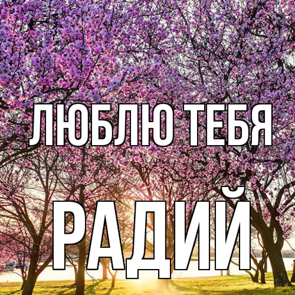 Открытка на каждый день с именем, Радий Люблю тебя международный женский день Прикольная открытка с пожеланием онлайн скачать бесплатно 