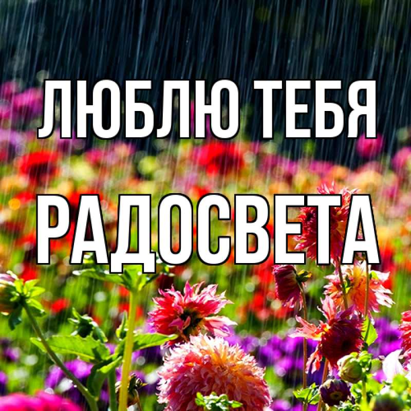 Картинка Люблю тебя, Радосвета