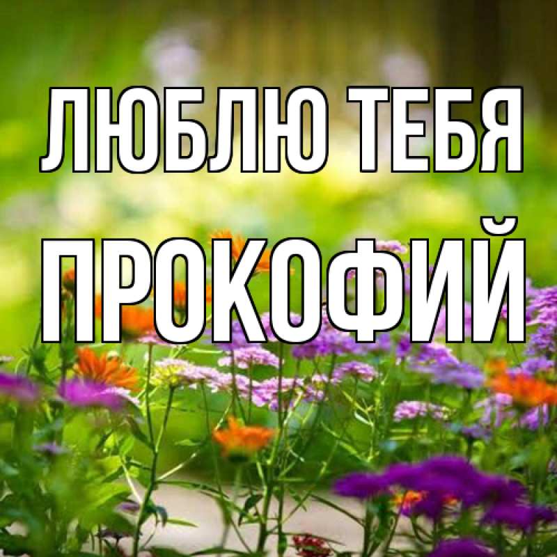 Картинка Люблю тебя, Прокофий