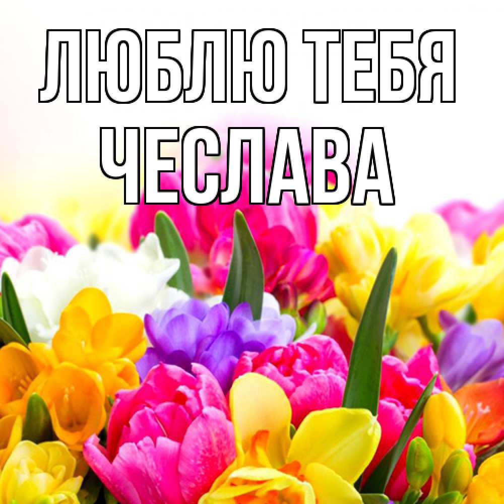 Открытка на каждый день с именем, Чеслава Люблю тебя тюльпаны Прикольная открытка с пожеланием онлайн скачать бесплатно 