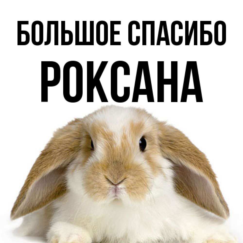 Открытка на каждый день с именем, Роксана Большое спасибо коричнево белый заяц Прикольная открытка с пожеланием онлайн скачать бесплатно 