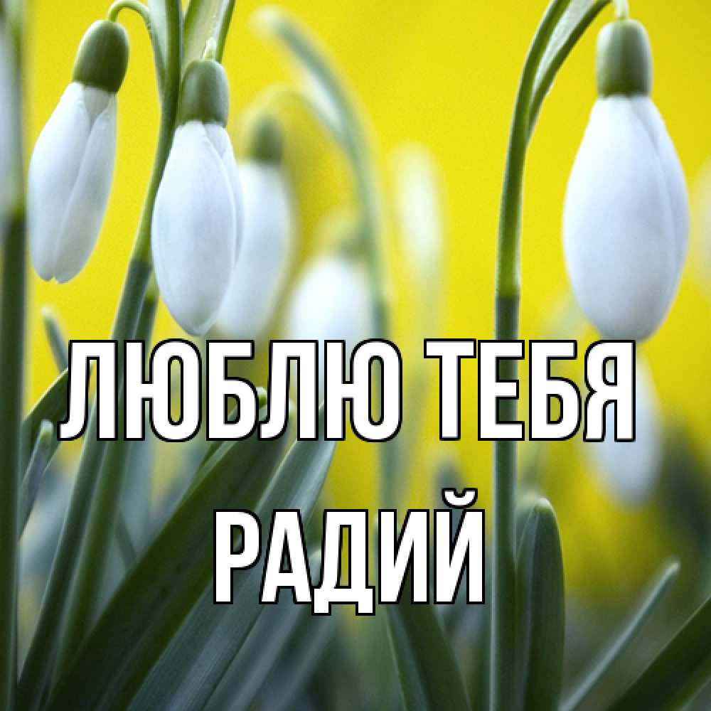 Открытка на каждый день с именем, Радий Люблю тебя весенние цветы Прикольная открытка с пожеланием онлайн скачать бесплатно 