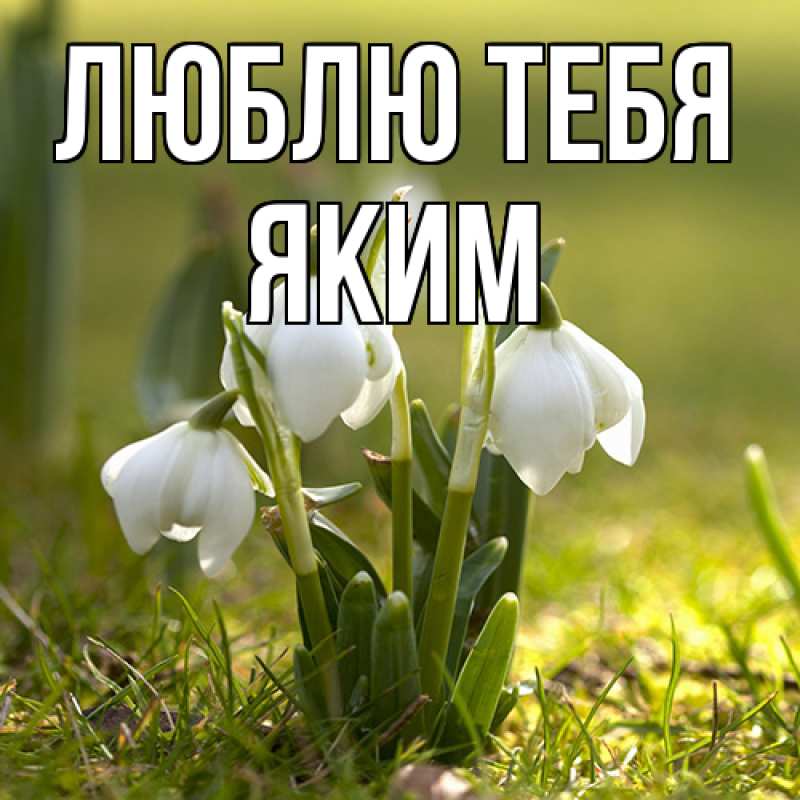Картинка Люблю тебя, Яким