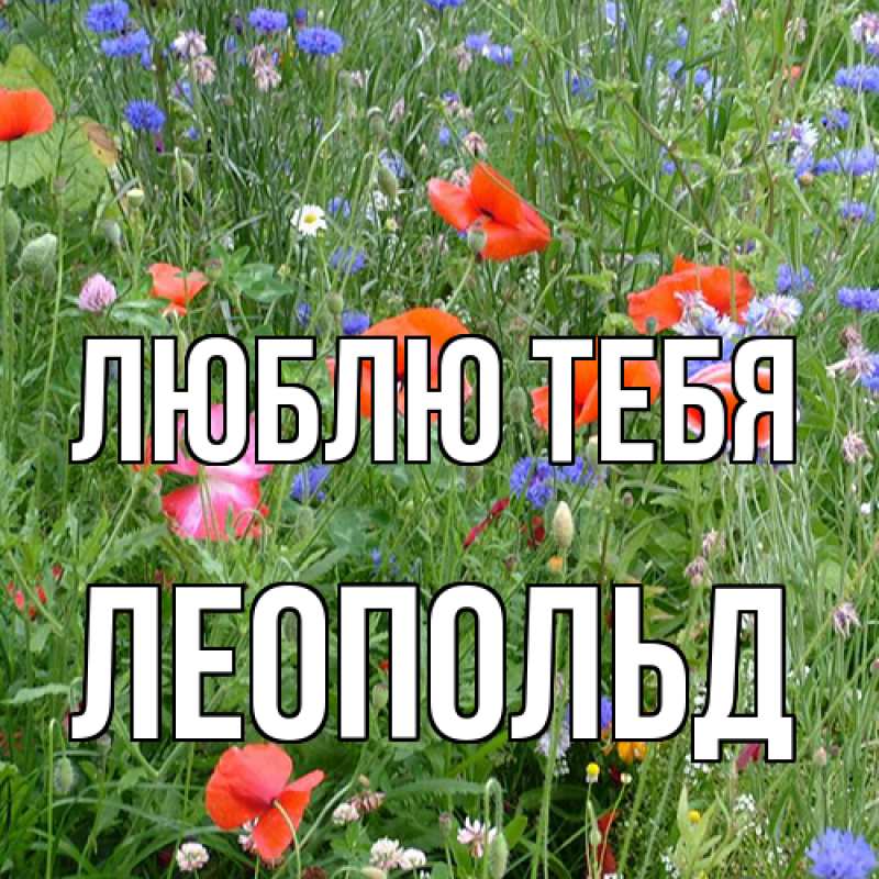 Картинка Люблю тебя, Леопольд