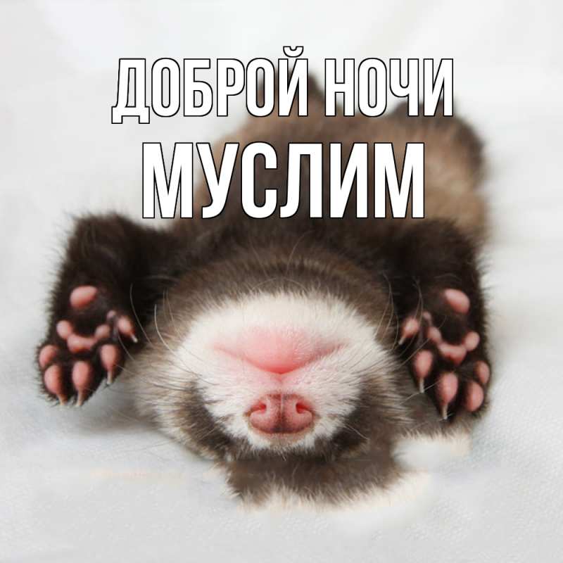 Картинка Доброй ночи, Муслим