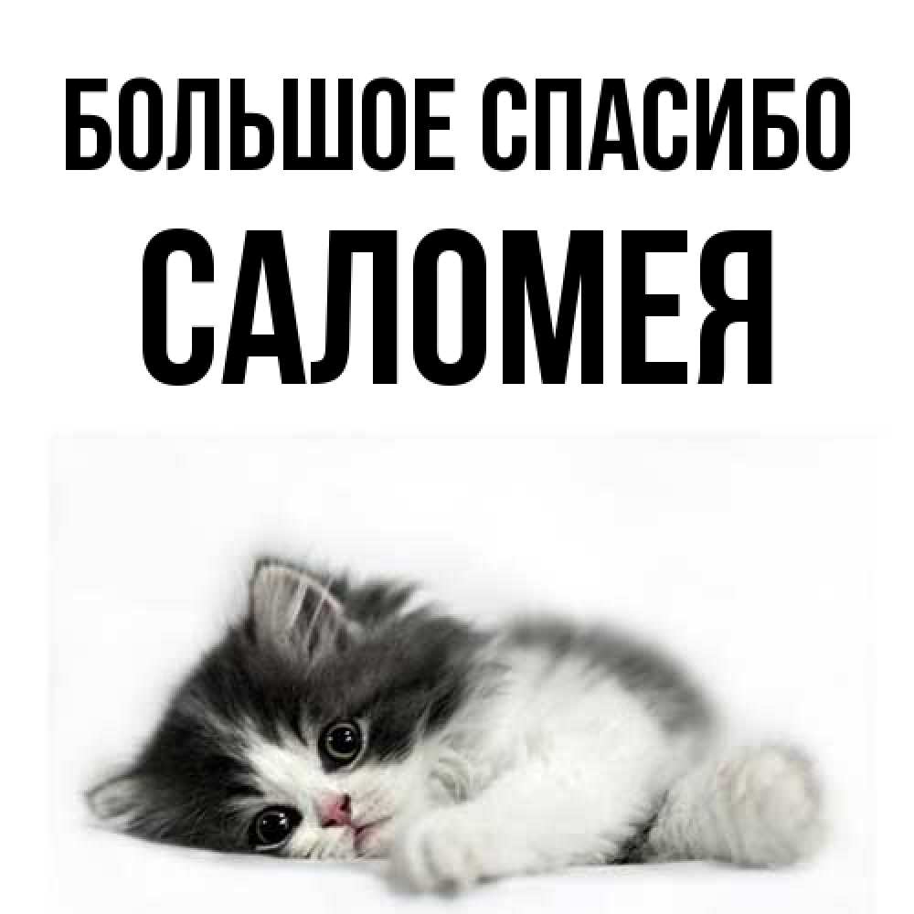 Открытка на каждый день с именем, Саломея Большое спасибо черный и белый кот Прикольная открытка с пожеланием онлайн скачать бесплатно 