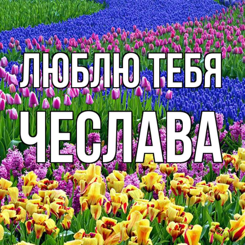 Картинка Люблю тебя, Чеслава