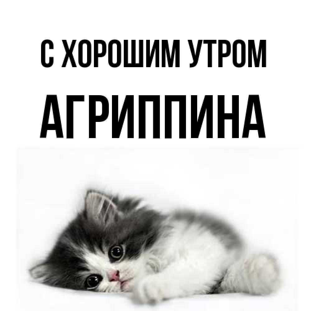 Открытка на каждый день с именем, Агриппина С хорошим утром кот лапки Прикольная открытка с пожеланием онлайн скачать бесплатно 