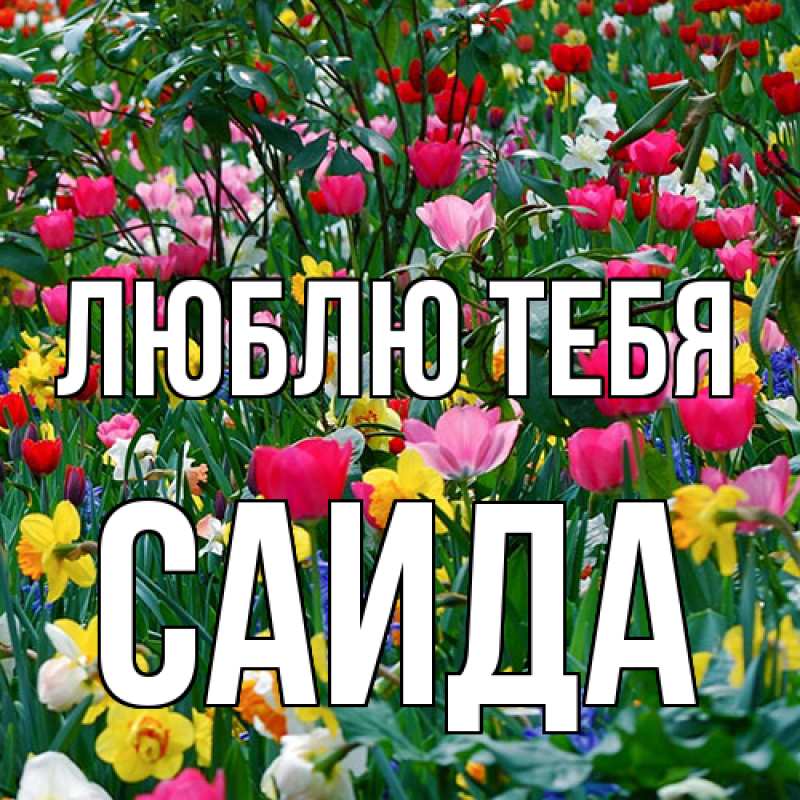 Картинка Люблю тебя, Саида