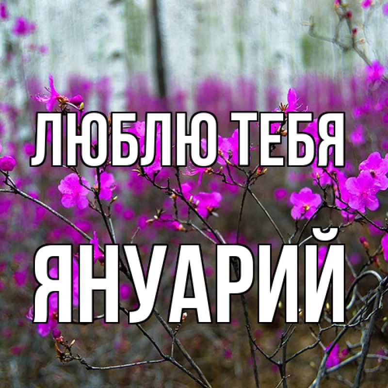 Картинка Люблю тебя, Януарий