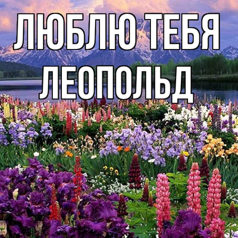 Картинка Люблю тебя, Леопольд