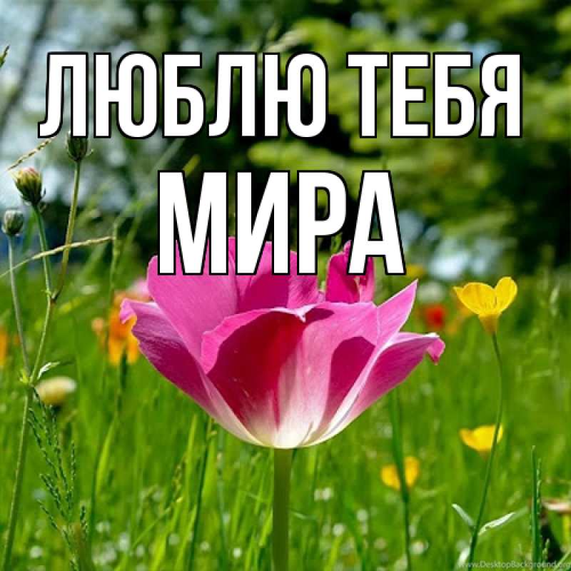 Картинка Люблю тебя, Мира