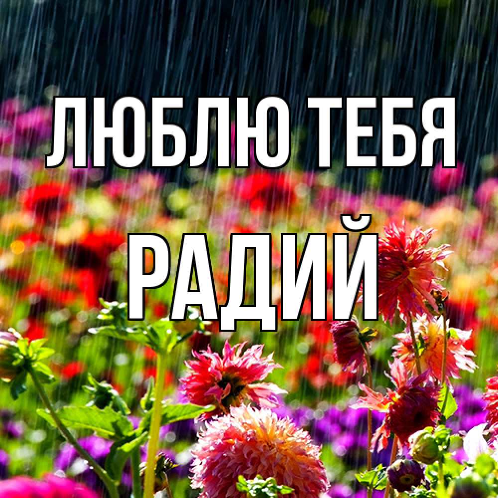 Открытка на каждый день с именем, Радий Люблю тебя цветы под дождиком к международному женскому дню Прикольная открытка с пожеланием онлайн скачать бесплатно 
