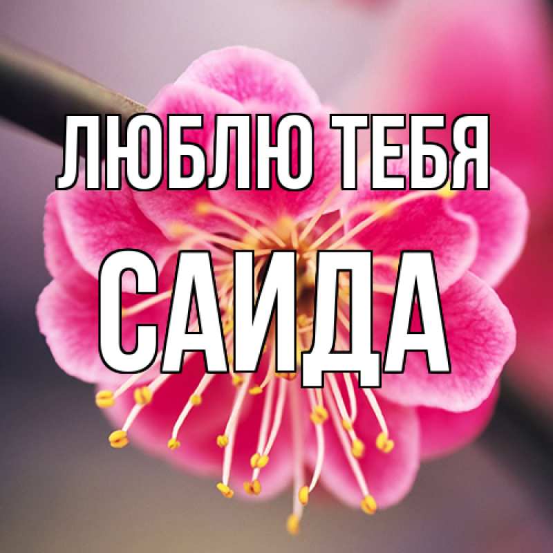 Картинка Люблю тебя, Саида