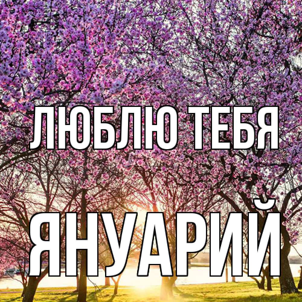 Открытка на каждый день с именем, Януарий Люблю тебя международный женский день Прикольная открытка с пожеланием онлайн скачать бесплатно 