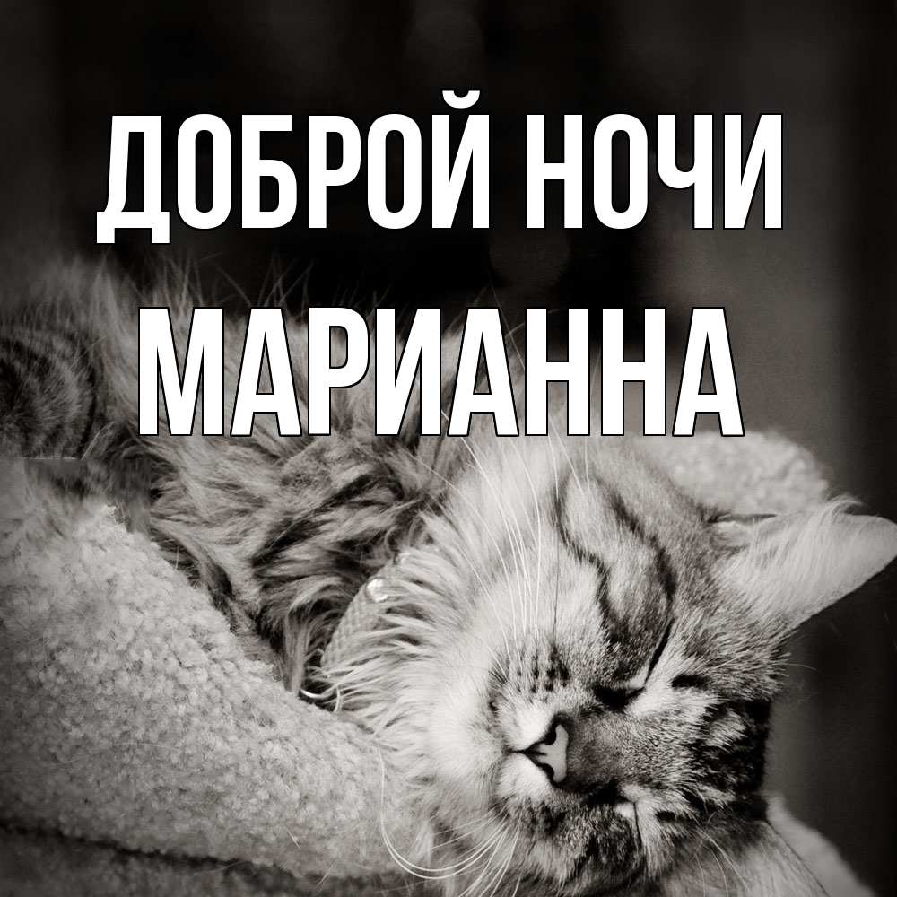 Открытка на каждый день с именем, Марианна Доброй ночи котярик пушистый Прикольная открытка с пожеланием онлайн скачать бесплатно 