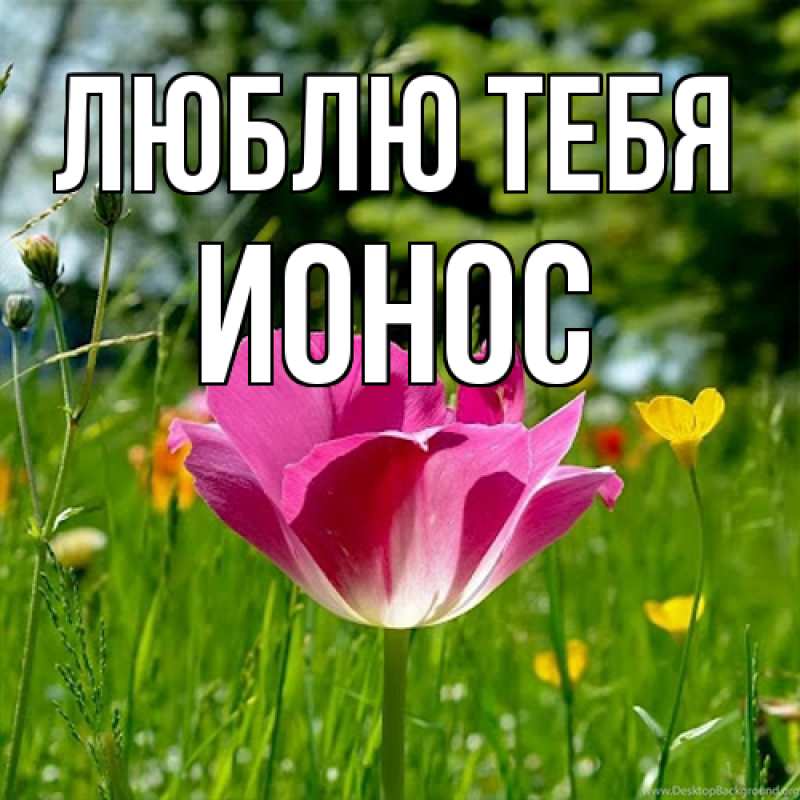 Картинка Люблю тебя, Ионос