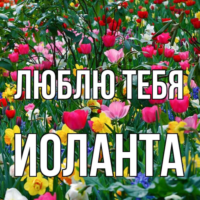 Картинка Люблю тебя, Иоланта