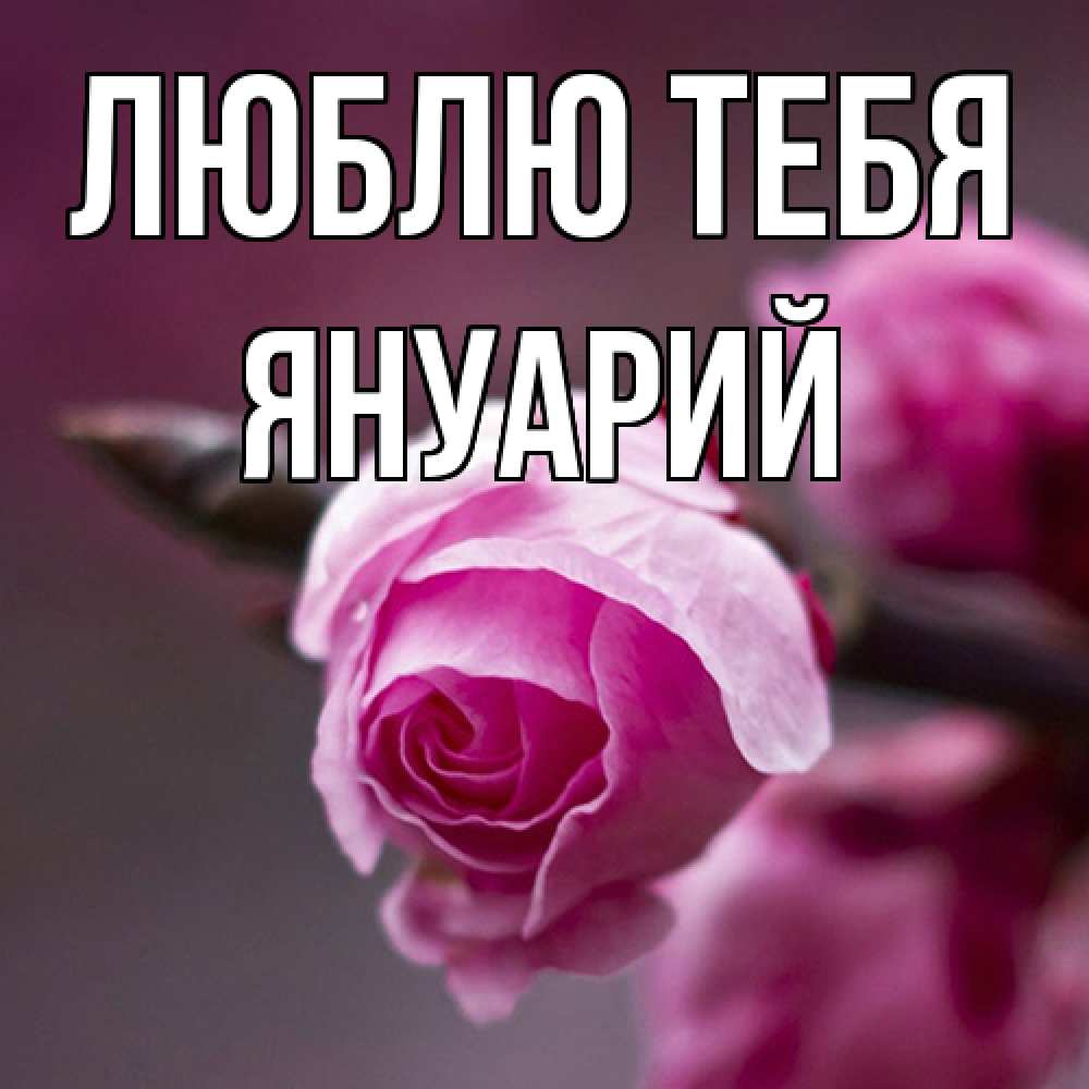 Открытка на каждый день с именем, Януарий Люблю тебя весна Прикольная открытка с пожеланием онлайн скачать бесплатно 