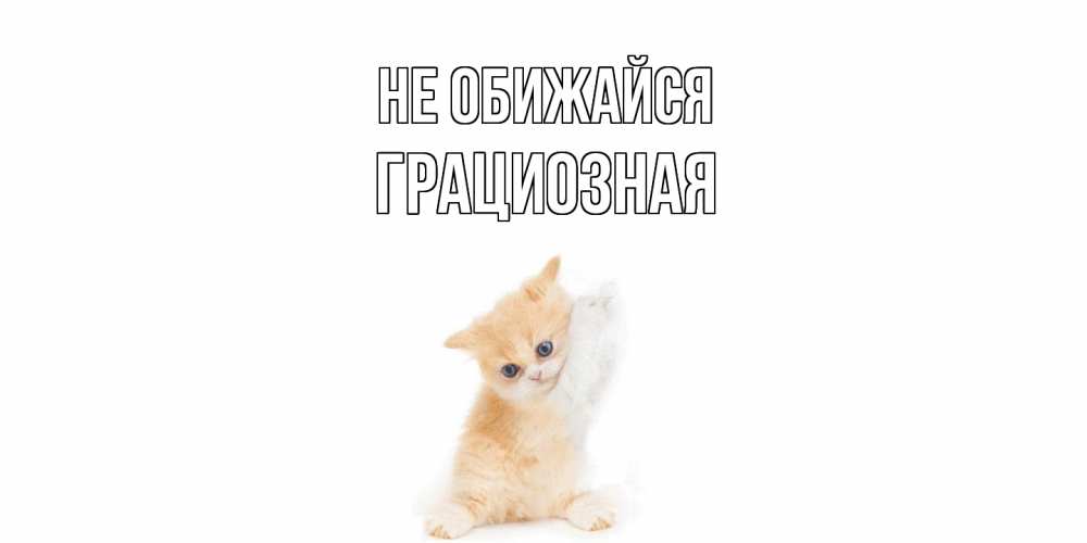 Открытка на каждый день с именем, Грациозная Не обижайся кот Прикольная открытка с пожеланием онлайн скачать бесплатно 