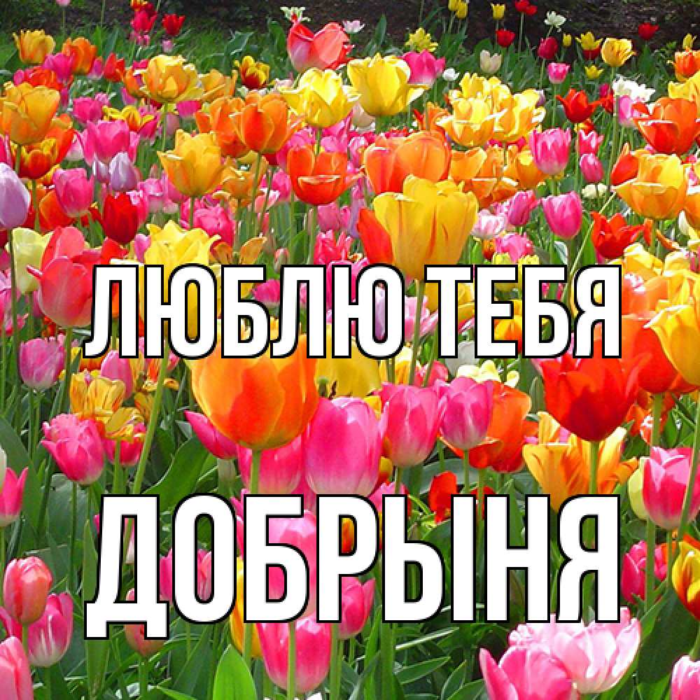 Открытка на каждый день с именем, Добрыня Люблю тебя на международный женский день Прикольная открытка с пожеланием онлайн скачать бесплатно 