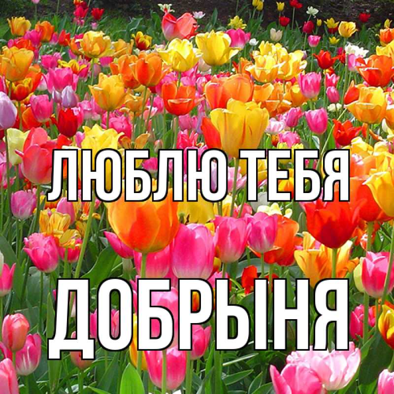 Картинка Люблю тебя, Добрыня