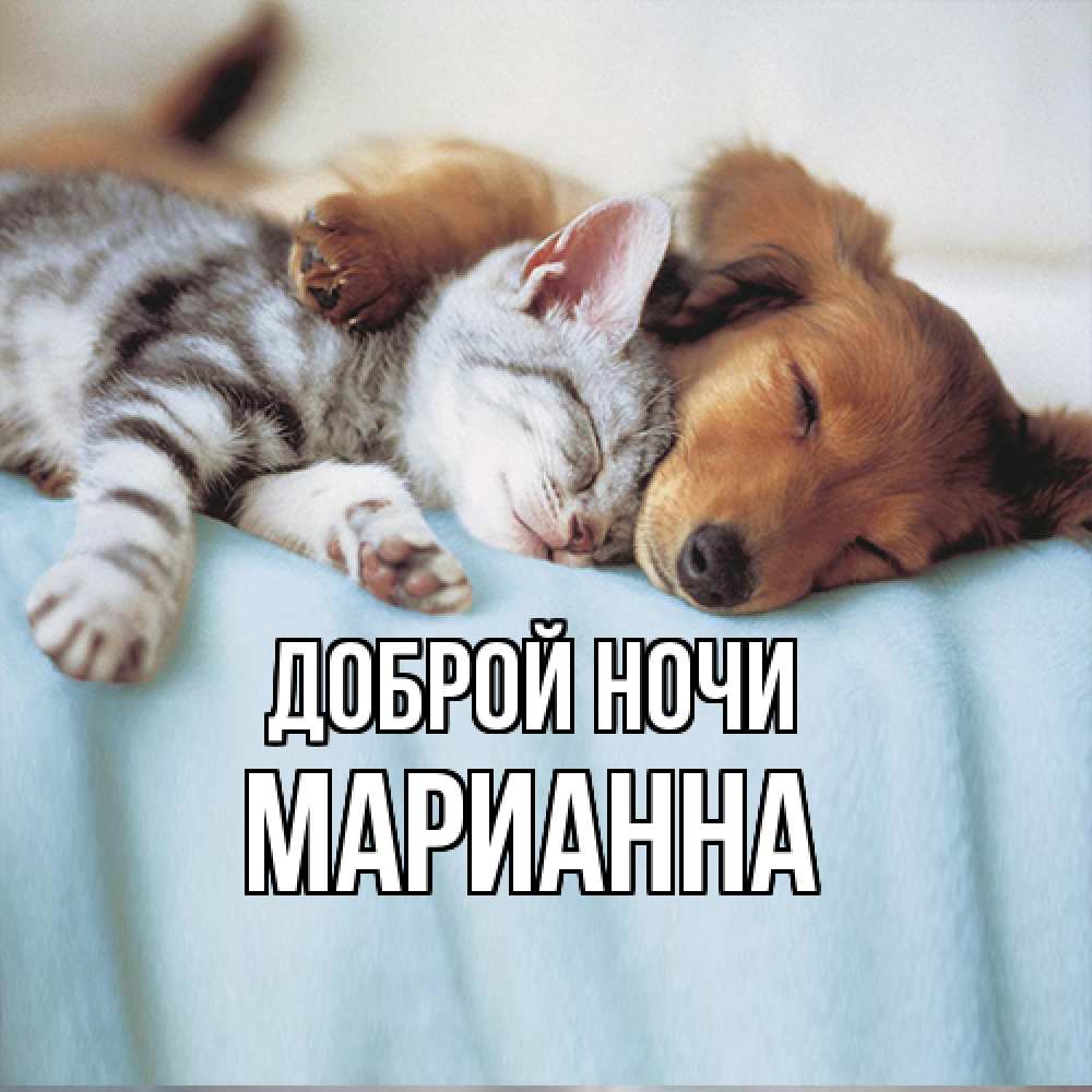Открытка на каждый день с именем, Марианна Доброй ночи с животными Прикольная открытка с пожеланием онлайн скачать бесплатно 