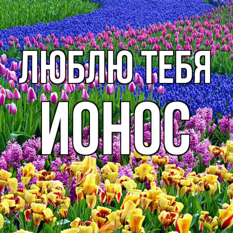Картинка Люблю тебя, Ионос