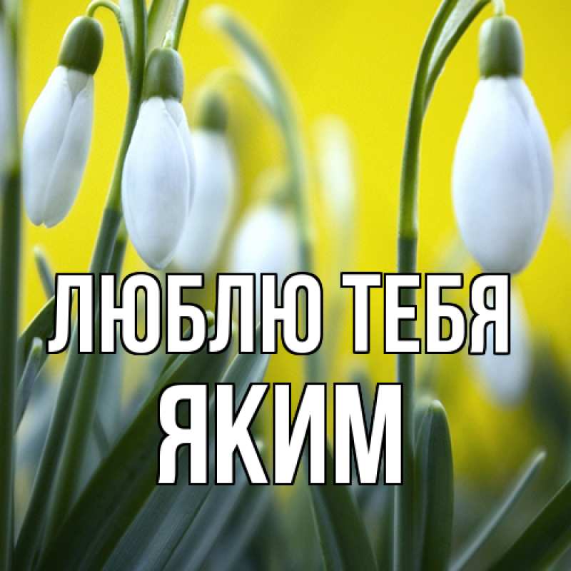Картинка Люблю тебя, Яким