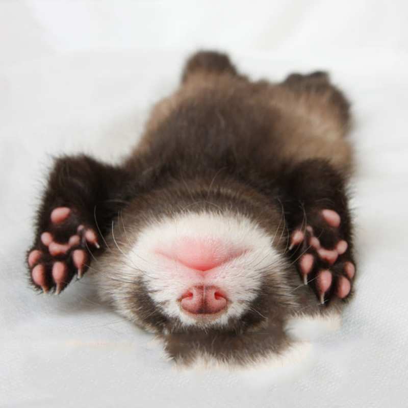 Картинка Доброй ночи, Аполлинарий