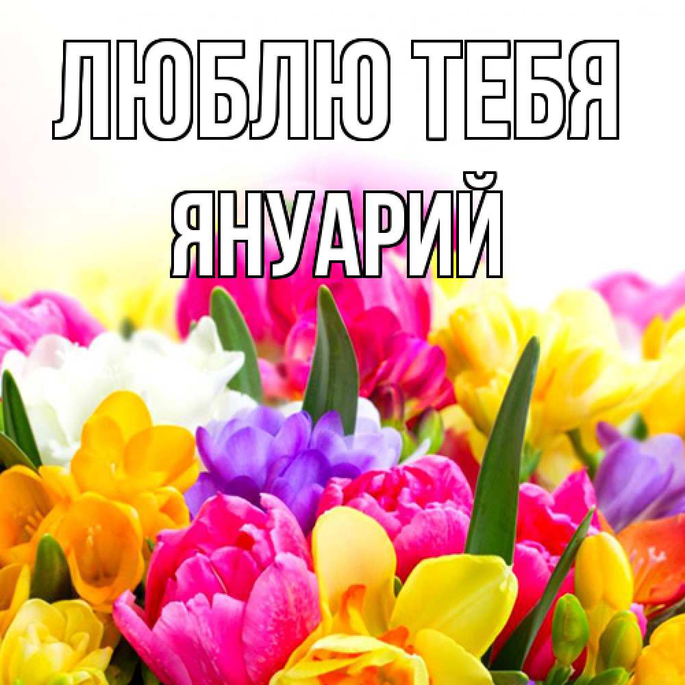 Открытка на каждый день с именем, Януарий Люблю тебя тюльпаны Прикольная открытка с пожеланием онлайн скачать бесплатно 