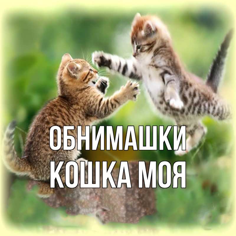 Открытка с именем, Кошка моя, Обнимашки