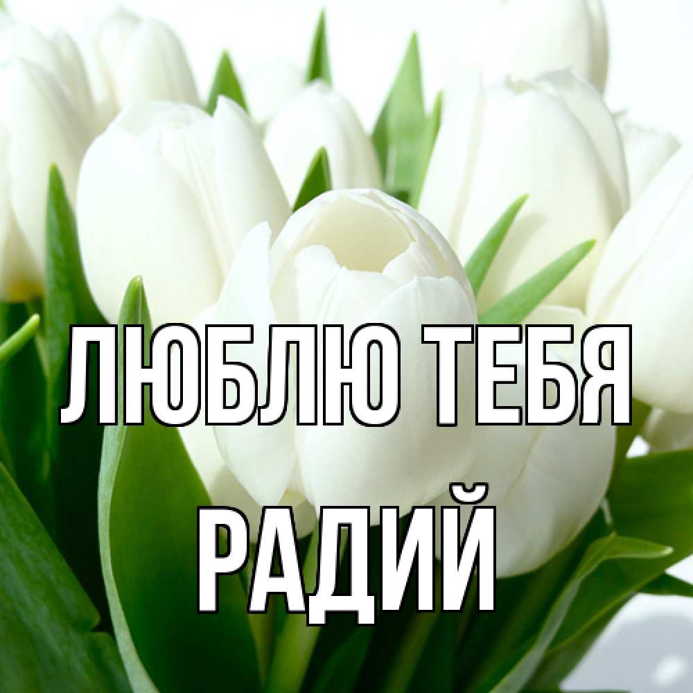 Открытка на каждый день с именем, Радий Люблю тебя цветы Прикольная открытка с пожеланием онлайн скачать бесплатно 