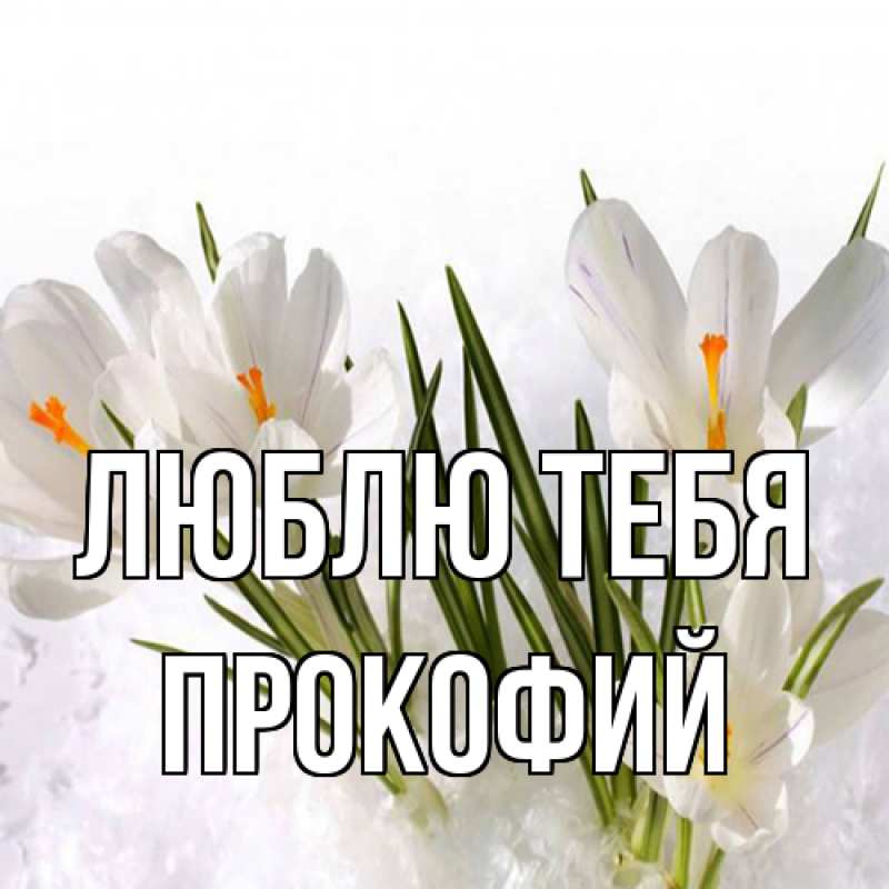 Картинка Люблю тебя, Прокофий