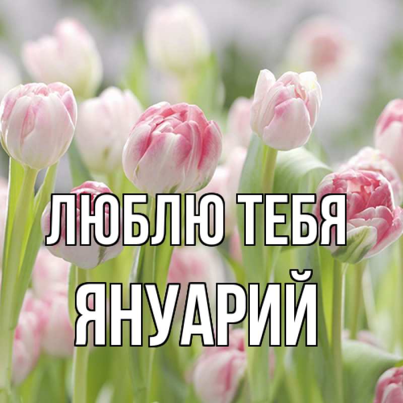 Картинка Люблю тебя, Януарий
