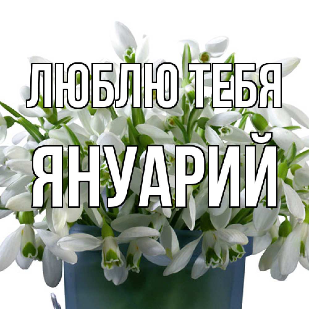 Открытка на каждый день с именем, Януарий Люблю тебя цветы к международному женскому дню Прикольная открытка с пожеланием онлайн скачать бесплатно 