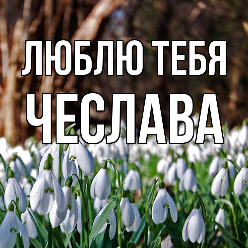 Открытка на каждый день с именем, Чеслава Люблю тебя с подснежниками 1 Прикольная открытка с пожеланием онлайн скачать бесплатно 